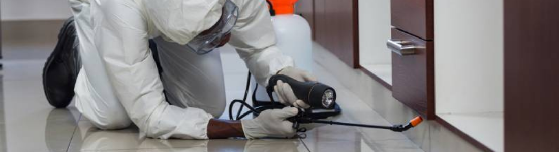 Como controlar insetos  24 HORAS